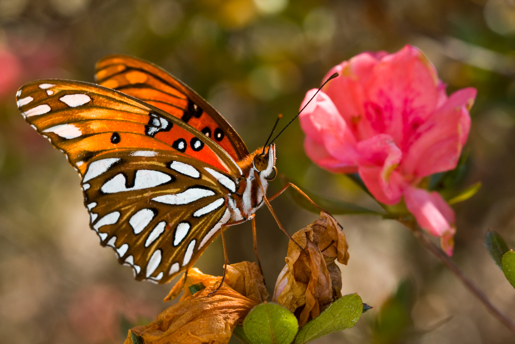Gulf Fritillary butterfly