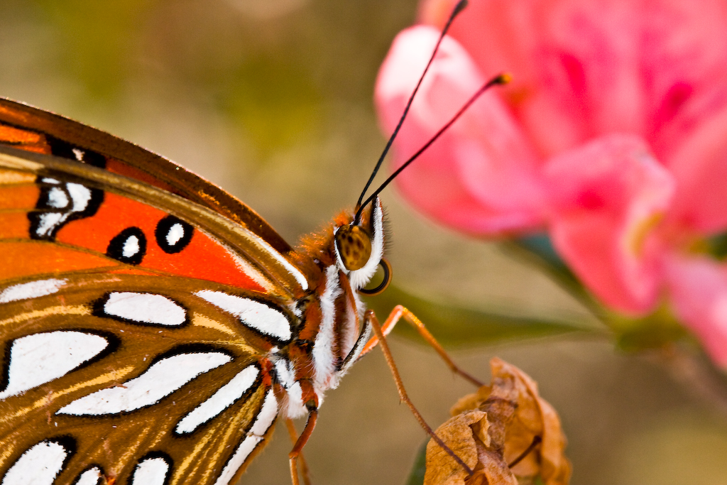 Gulf Fritillary butterfly 2