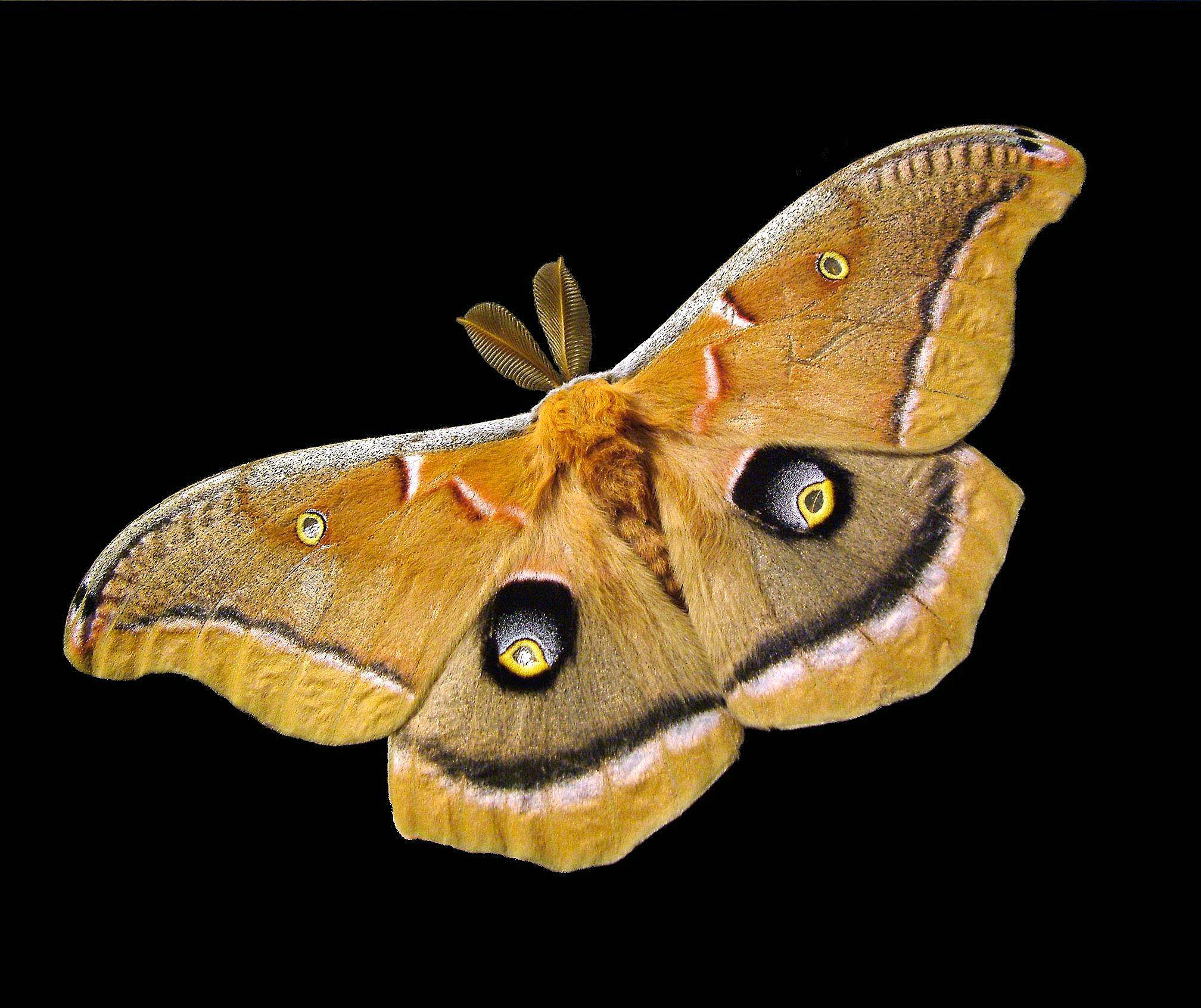 Polyphemus Moth