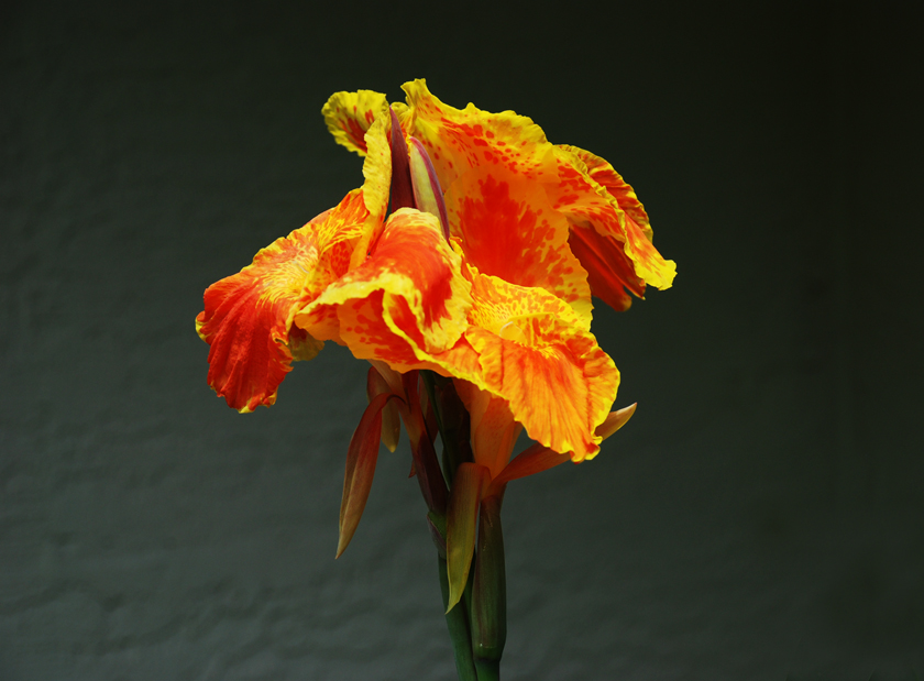 Canna Lily