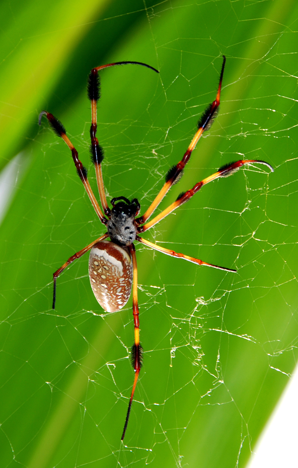 Little Bitty Spider