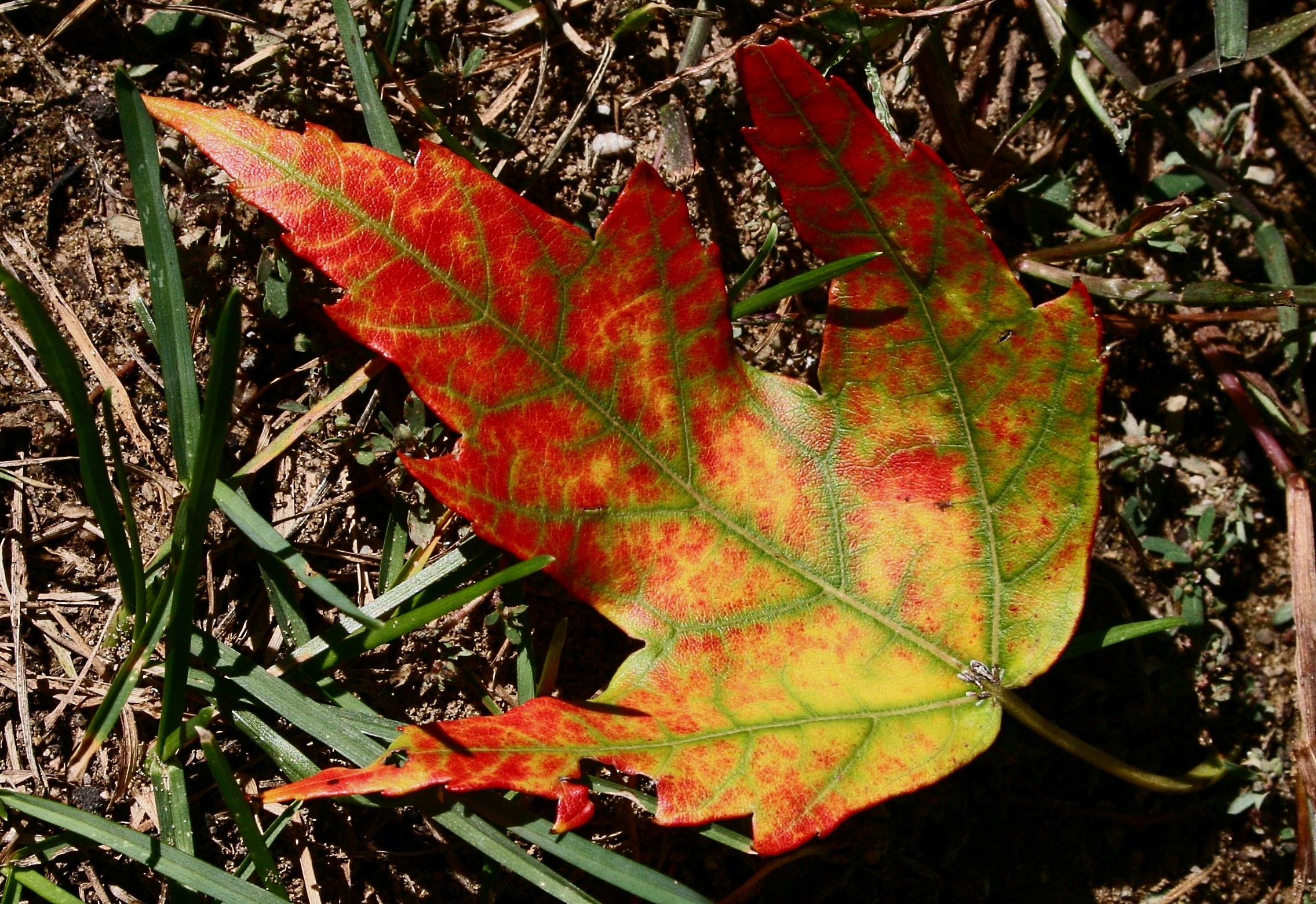 Fall of First Leaf