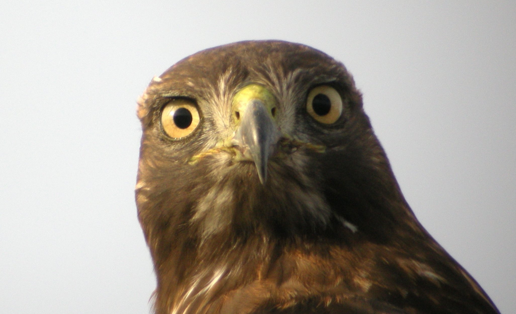 Redtail Hawk