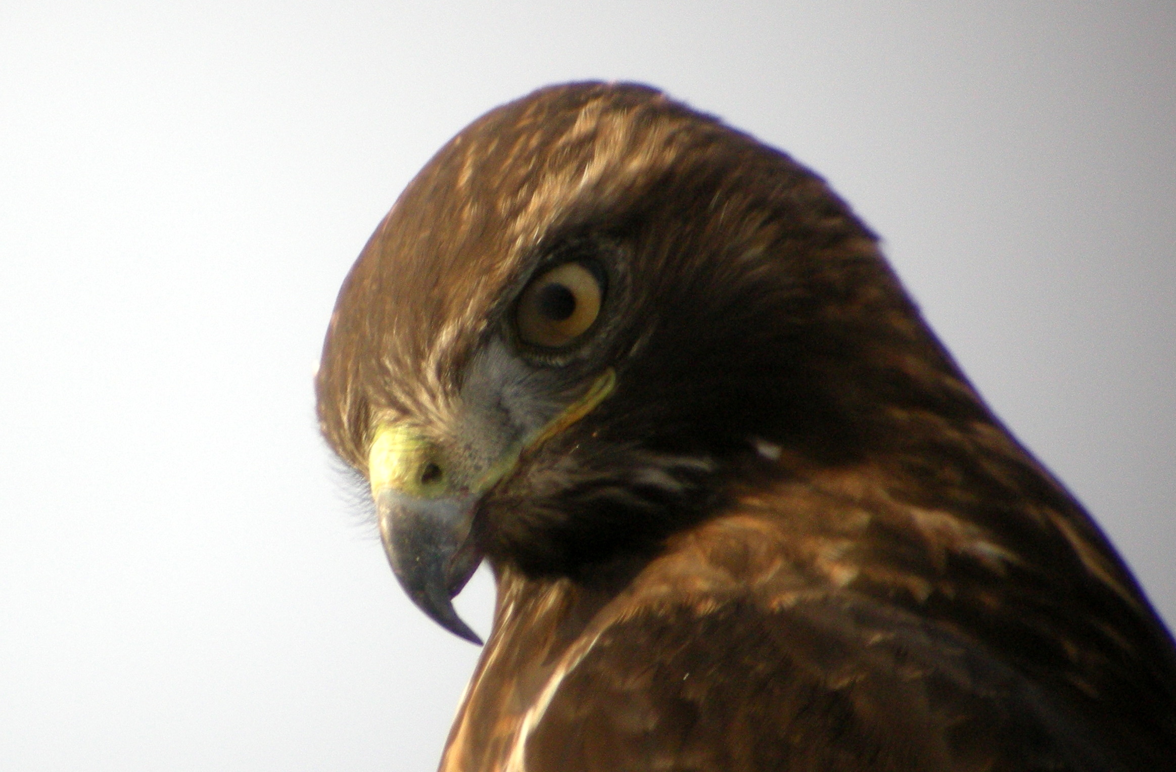 Redtail Hawk