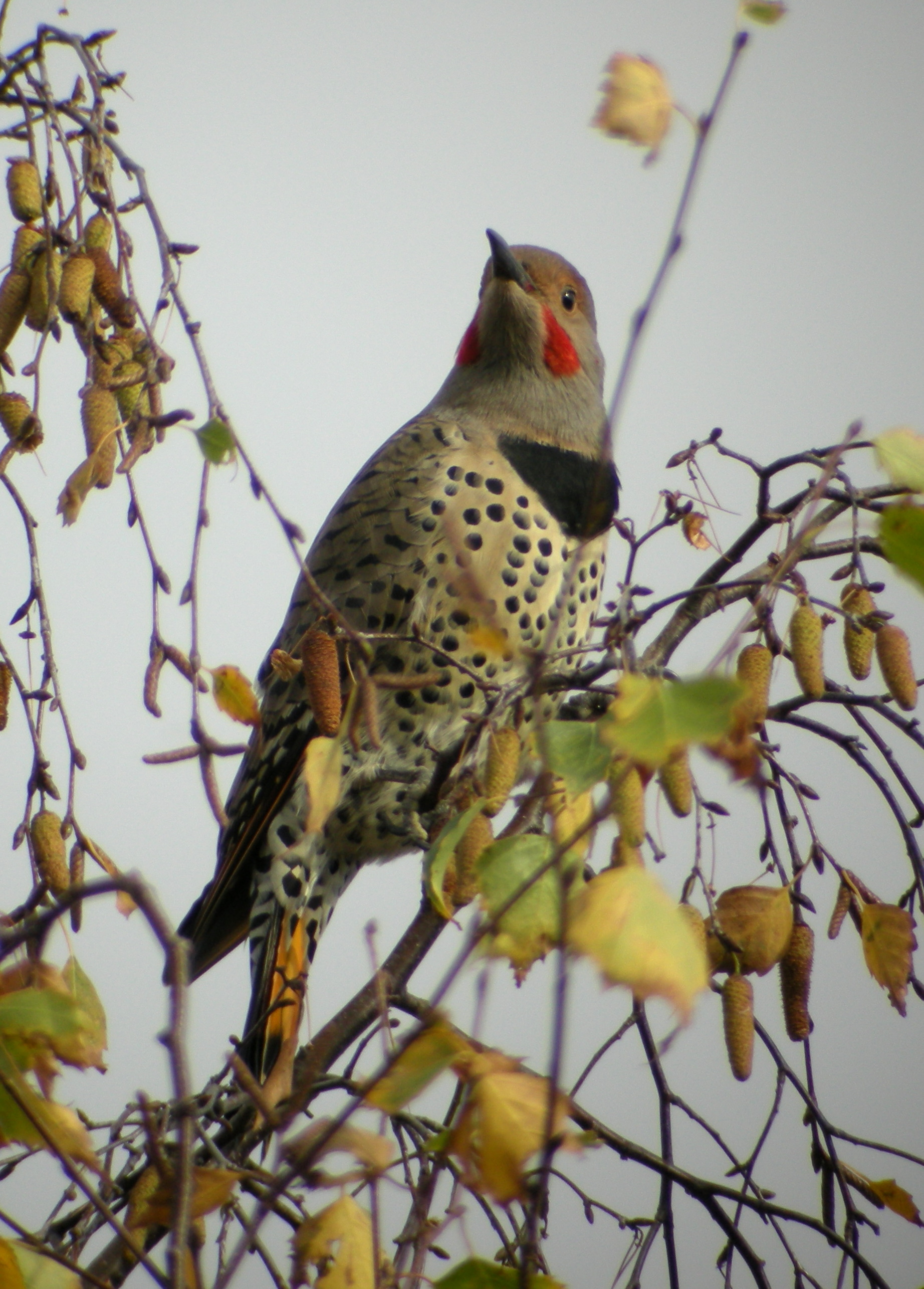 Flicker