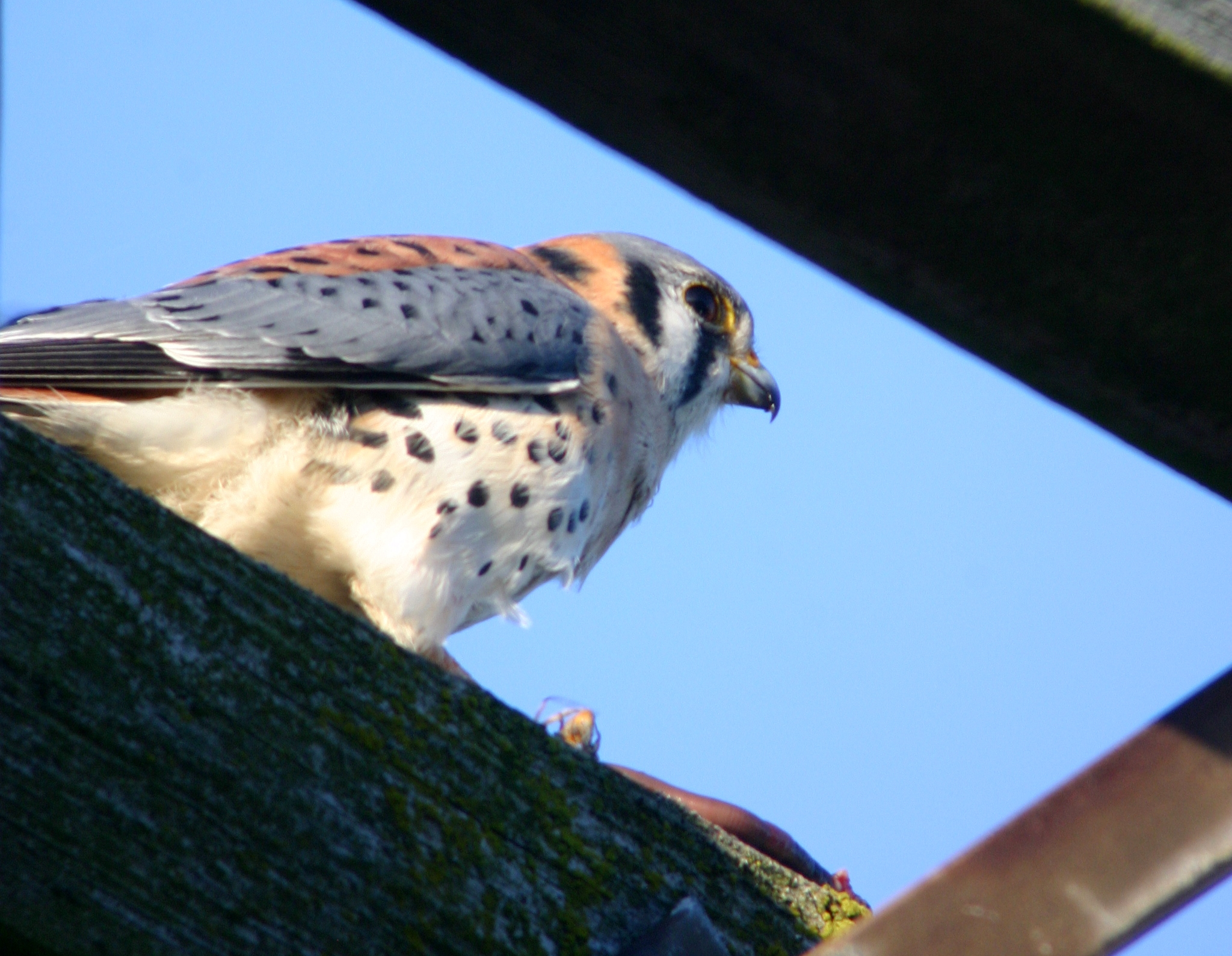 The Early Falcon Catches the Worm