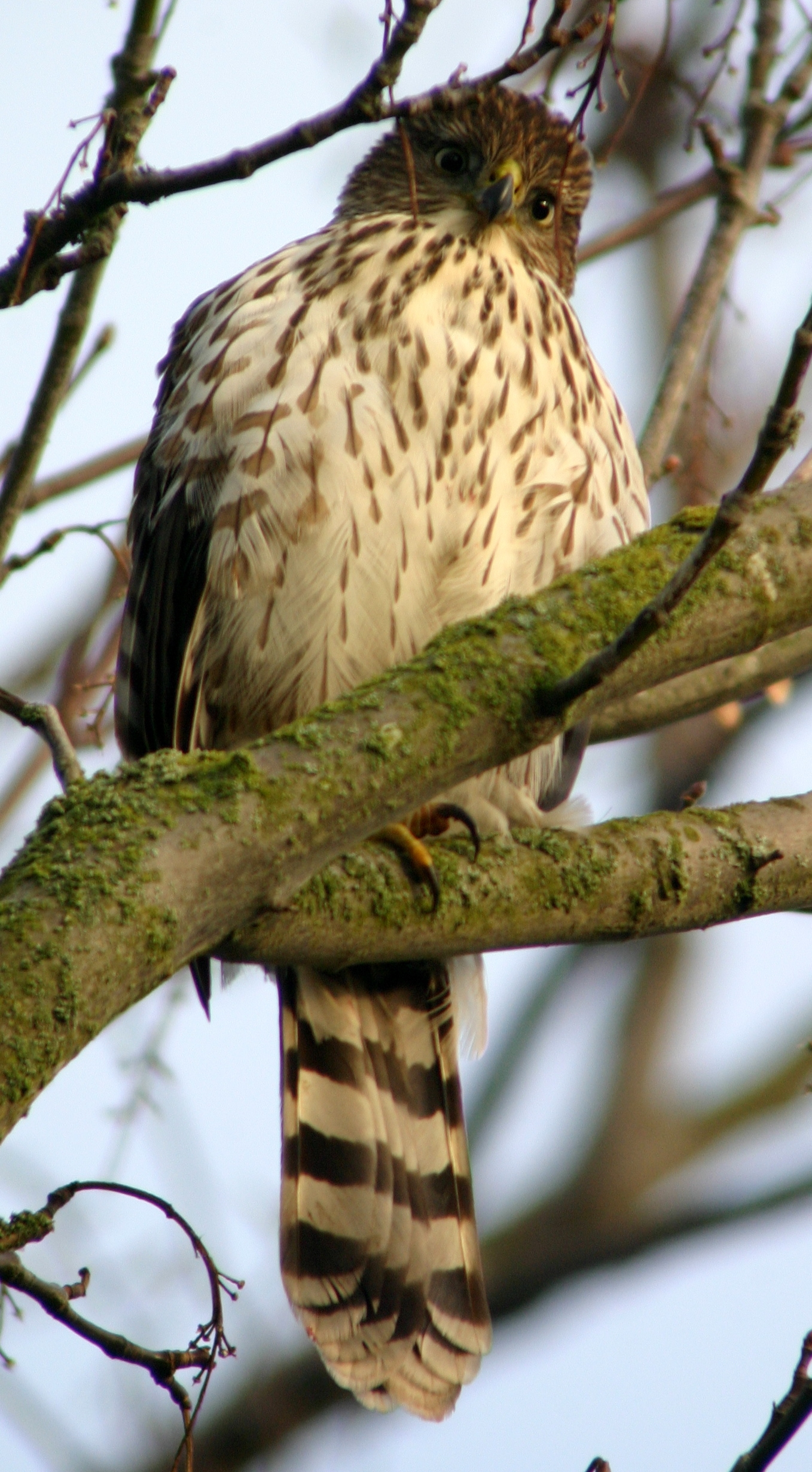 Immature Coopers Hawk