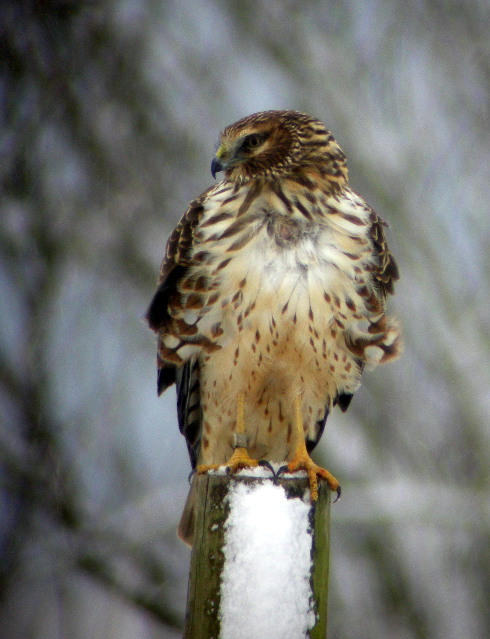 Female Northern Harrier