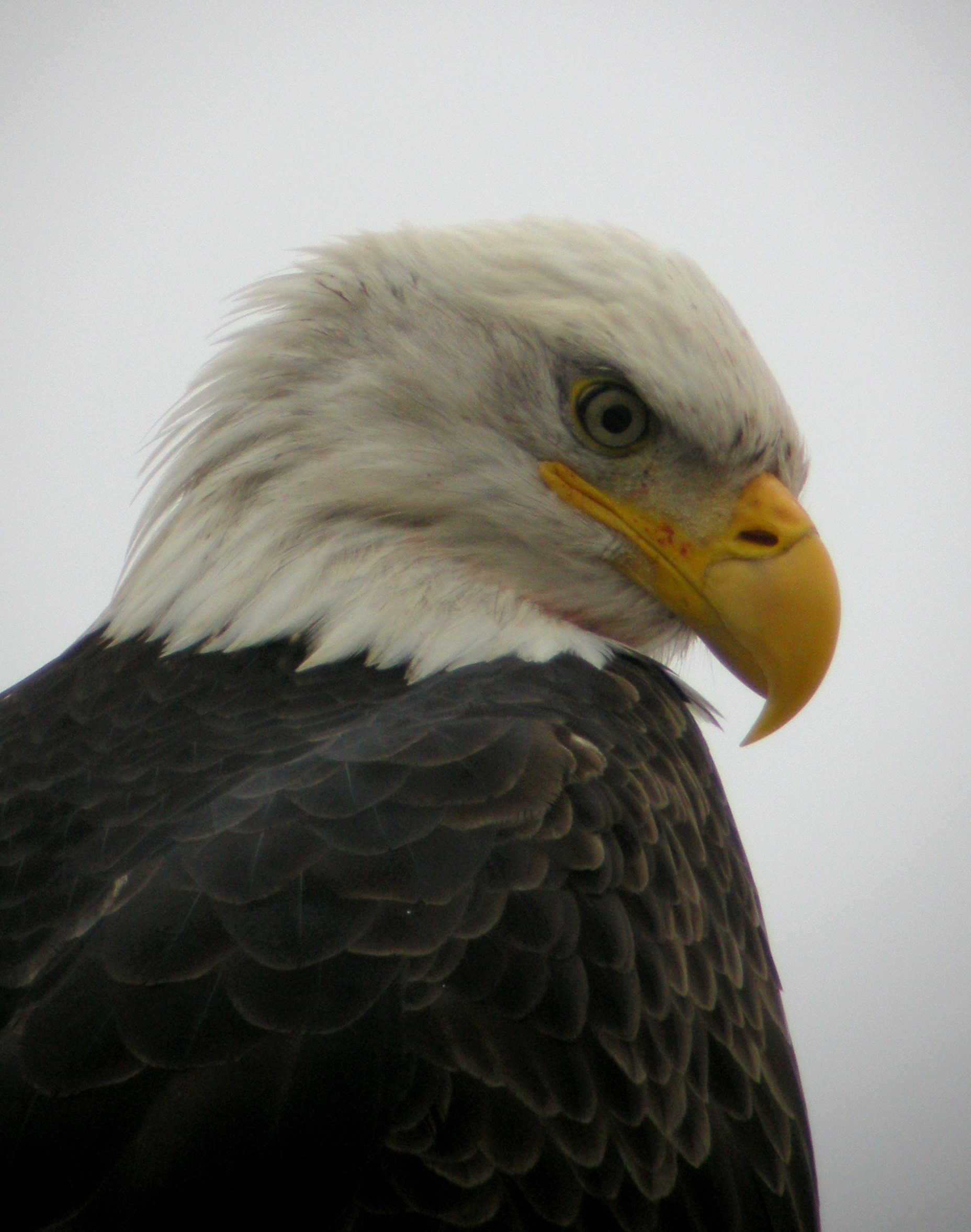 Bald Eagle up close