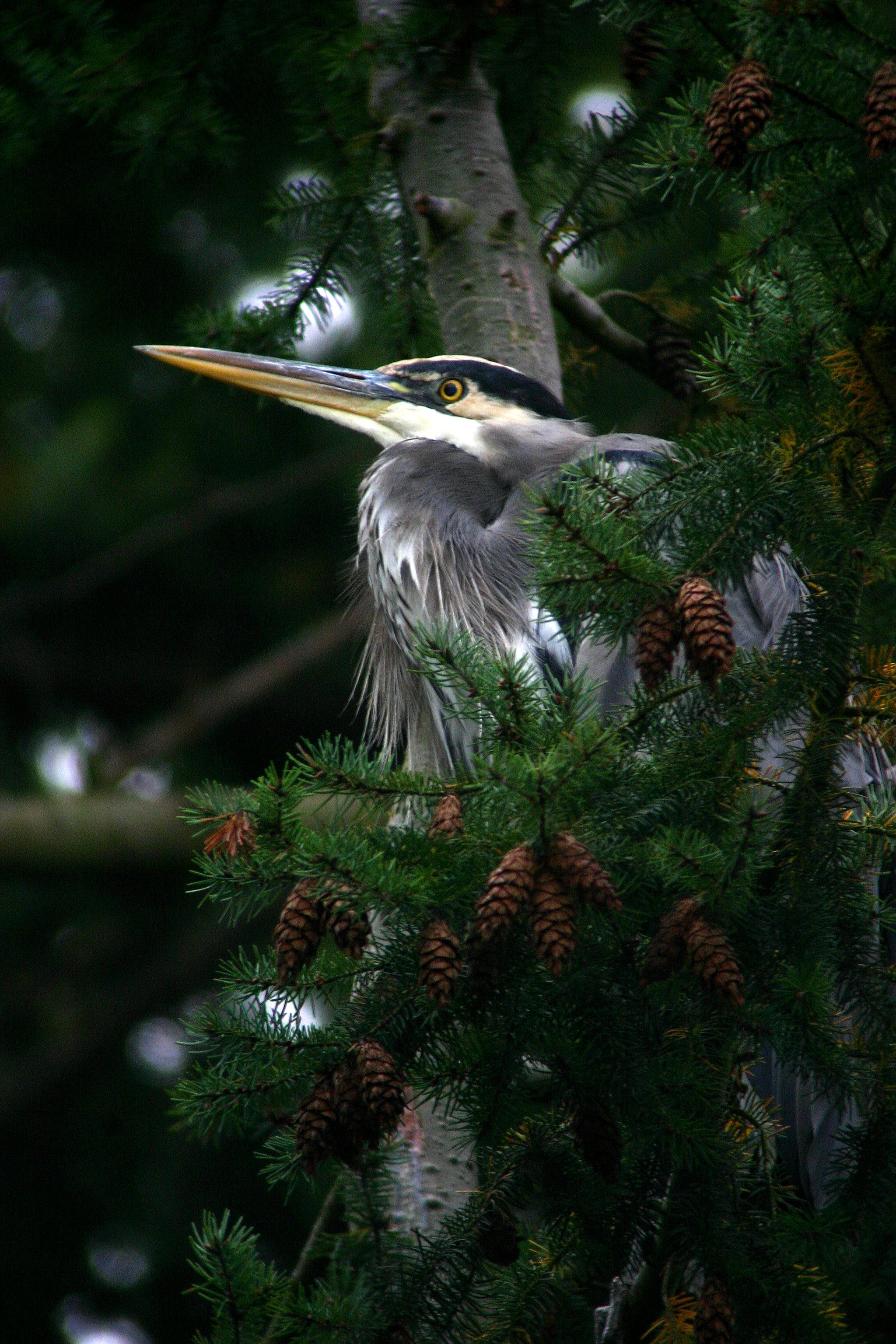 Heron in Fir Tree