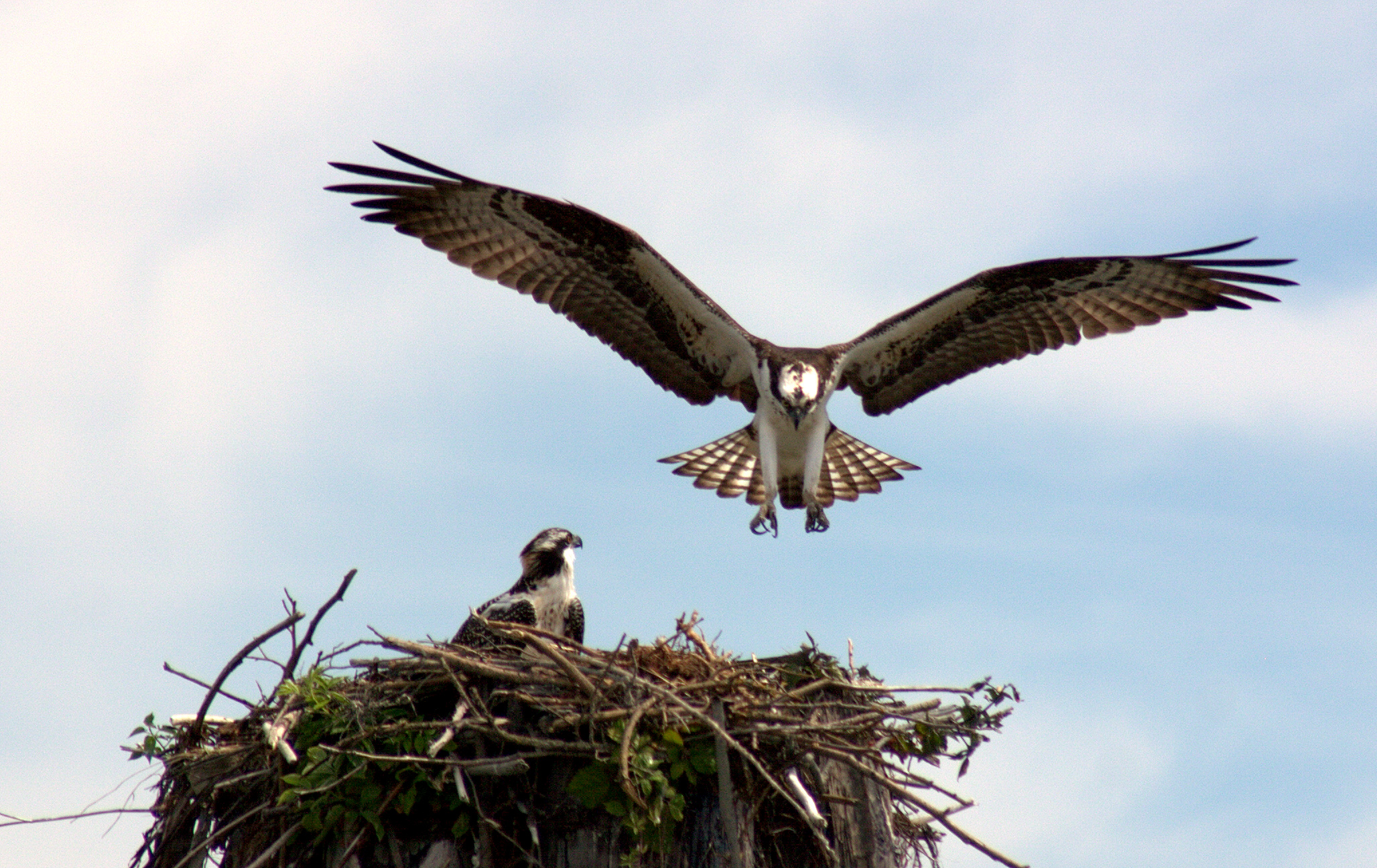 Osprey landing on nest