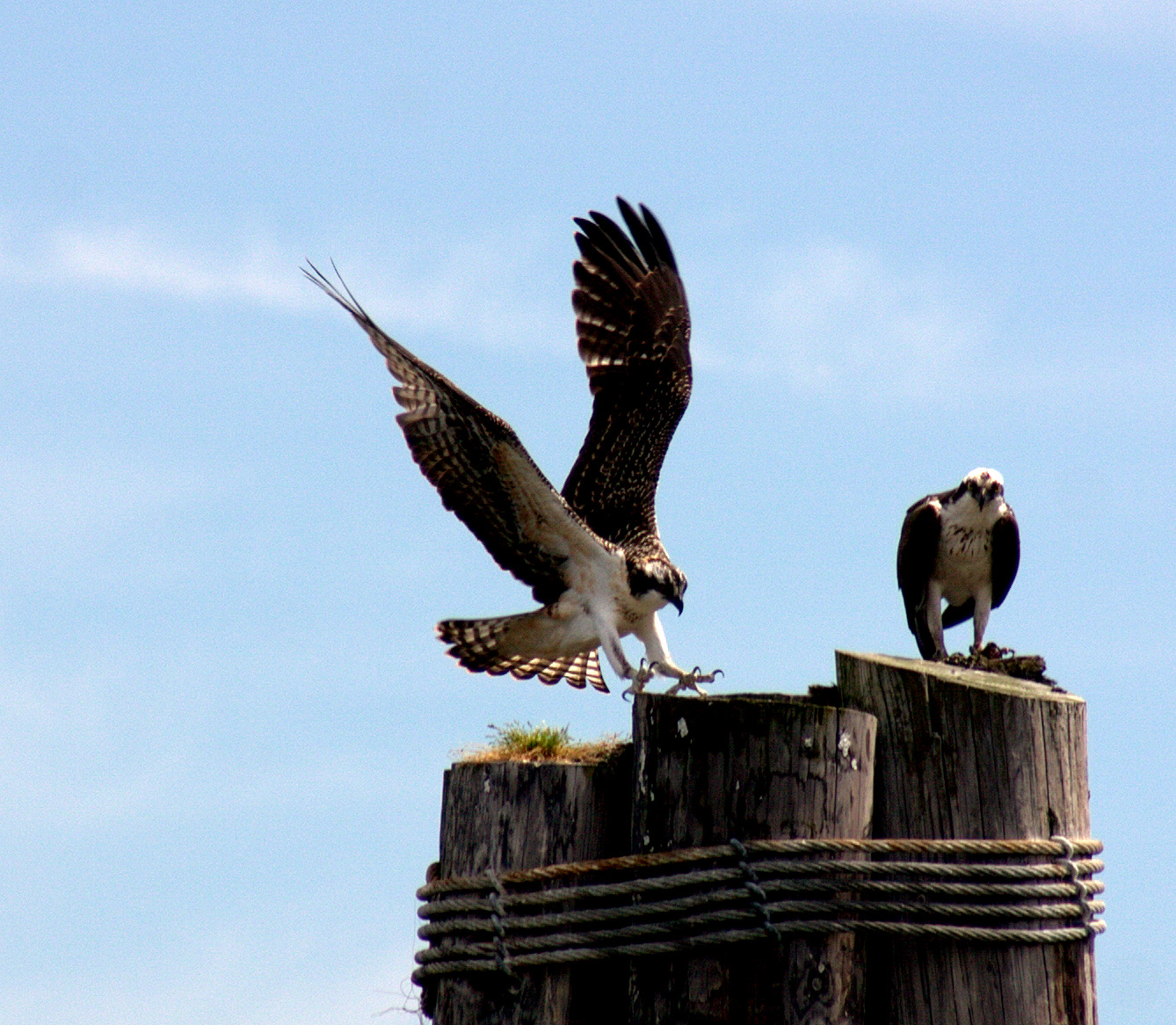 Juvenile and Adult Osprey