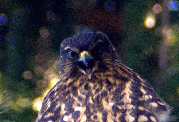 Angry Merlin
