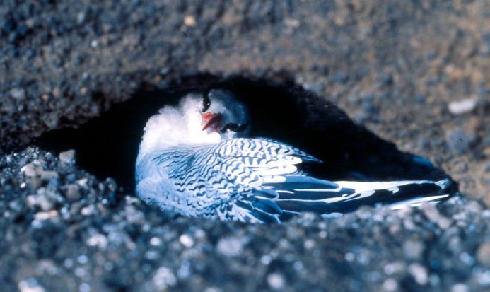 Red-billed Tropicbird Nesting in lava tube