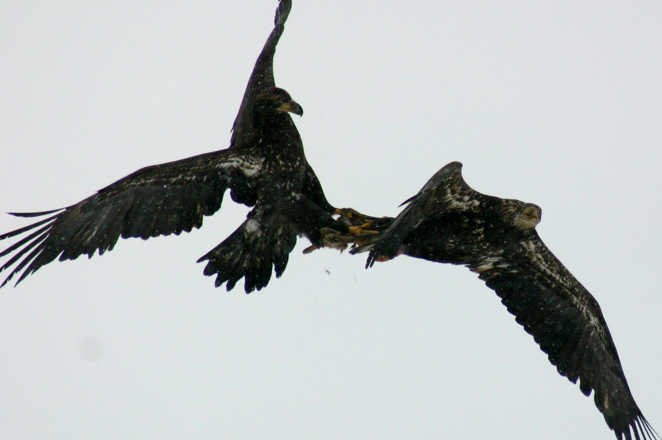 2 Eagles 1 Rabbit (3 of 5)