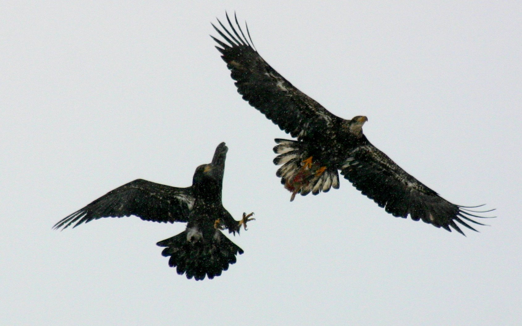 2 Eagles 1 Rabbit (2 of 5)