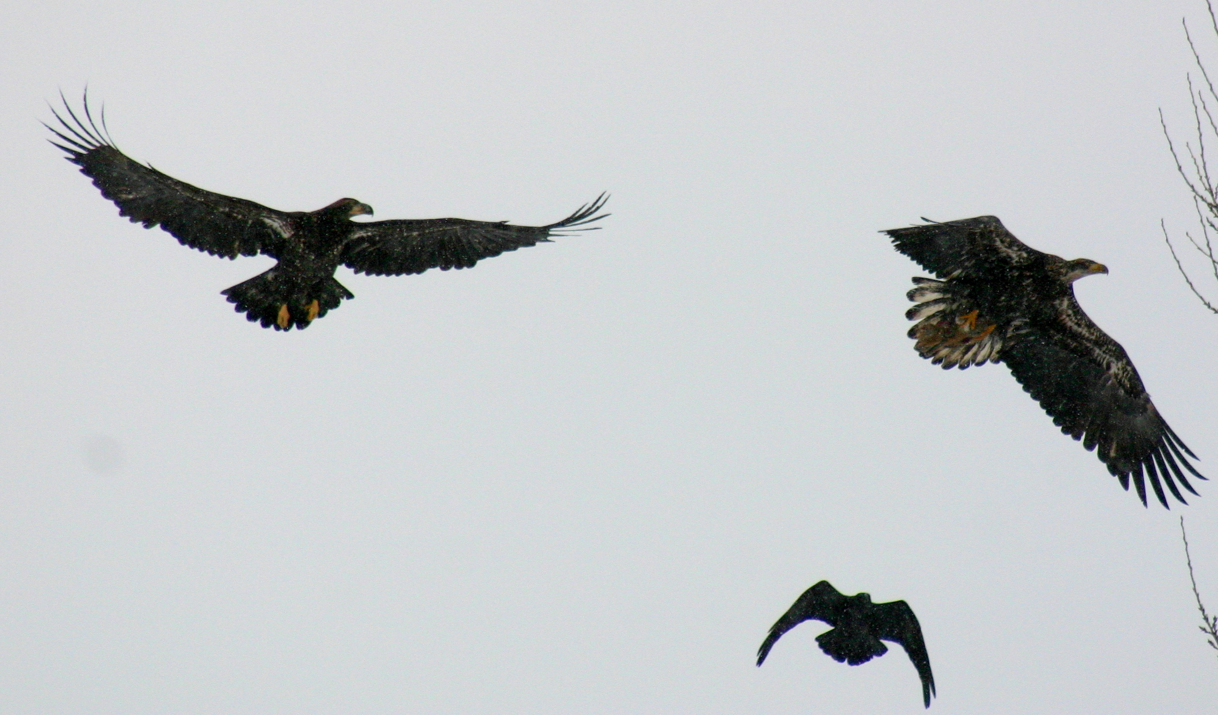 2 Eagles 1 Rabbit (1 of 5)