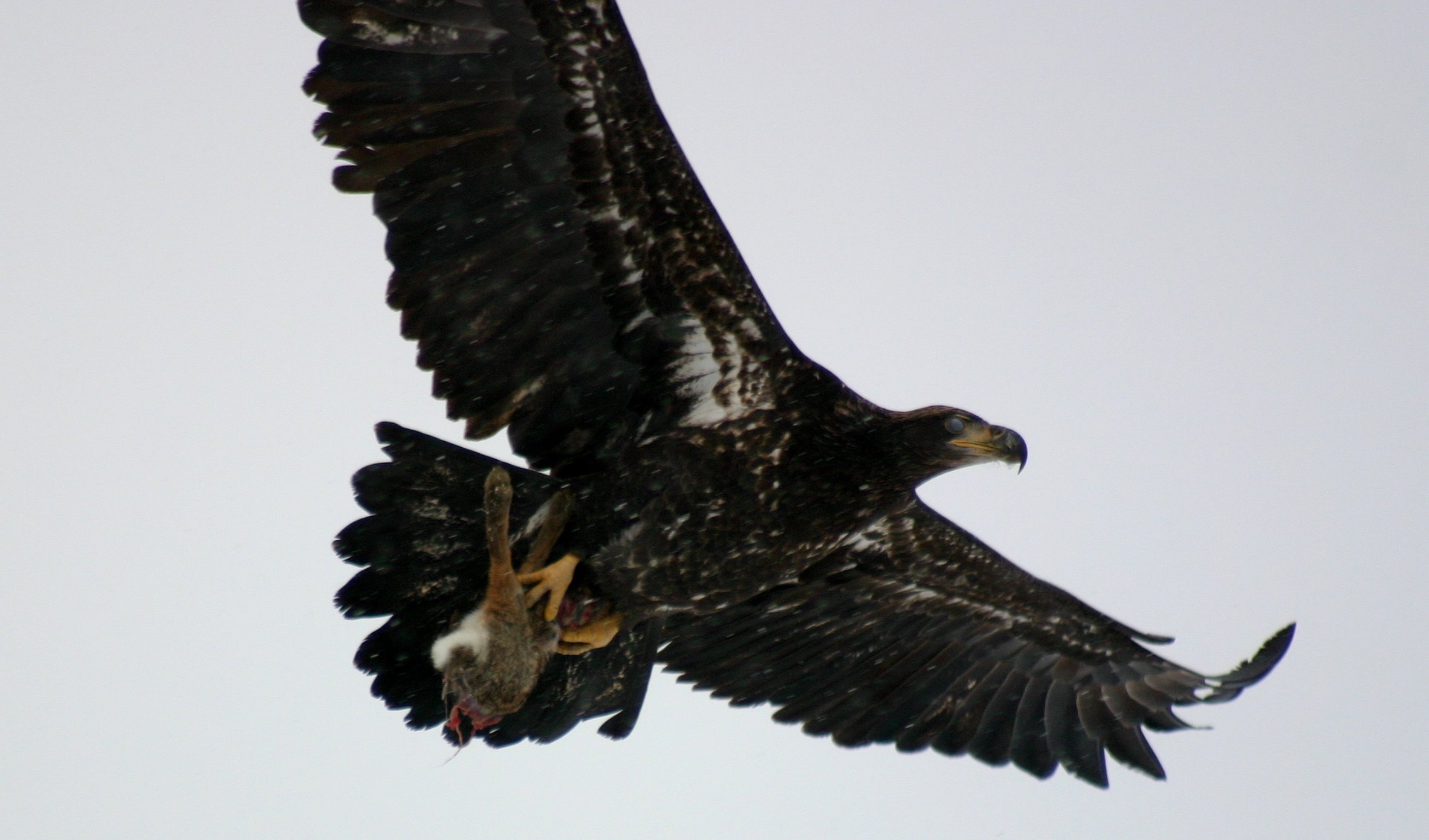 2 Eagles 1 Rabbit (5 of 5)