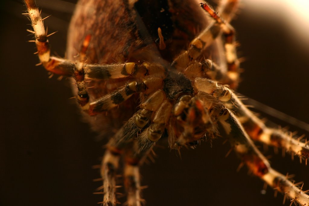 Bottom of Spider, looking up...