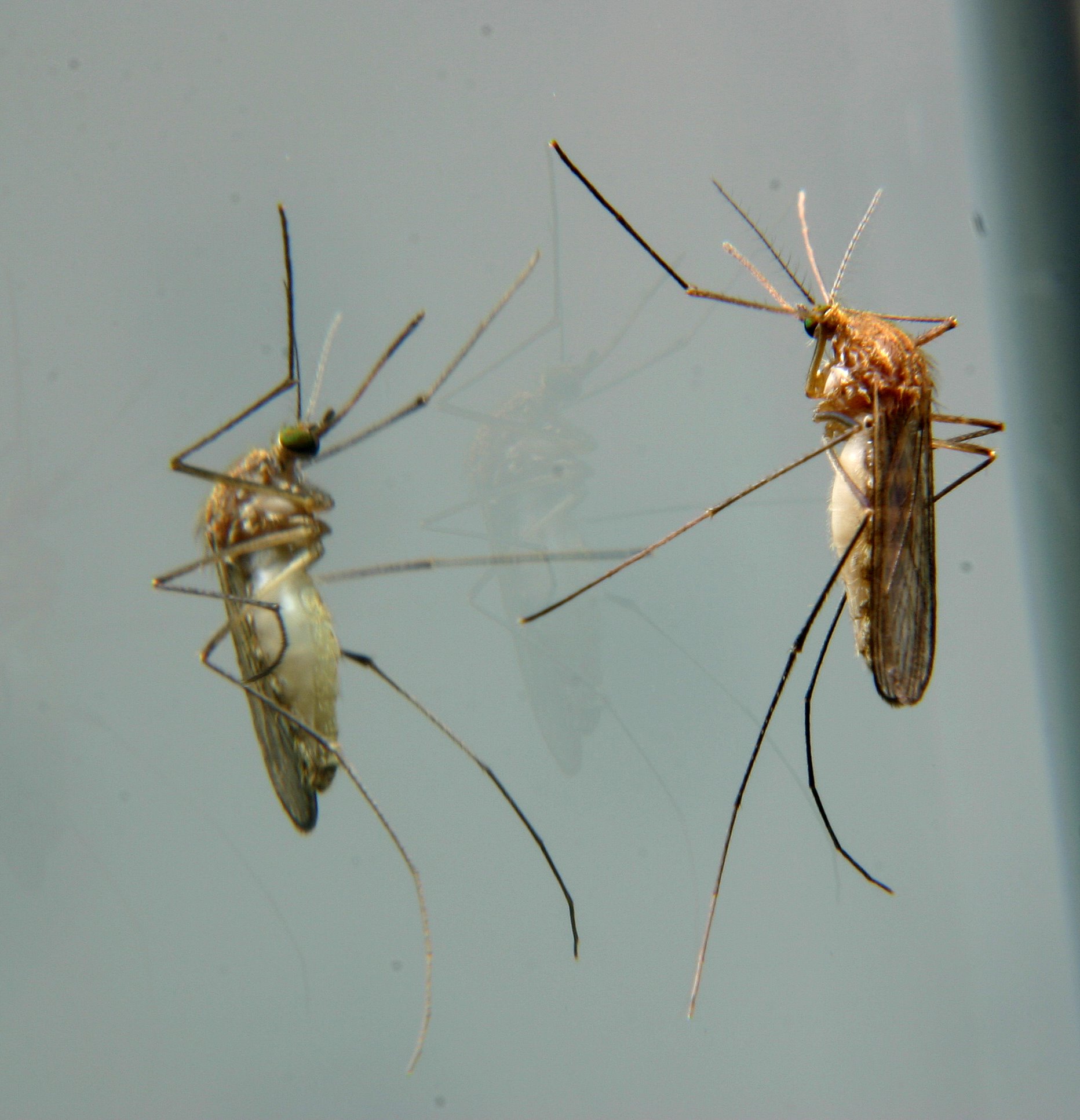 Mosquito Reflection