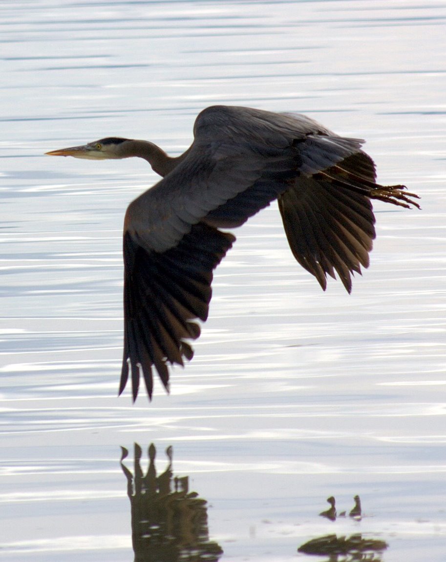 Heron in flight