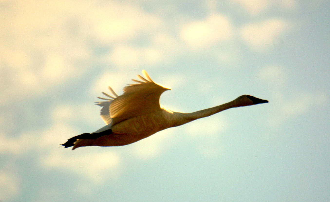 Late Afternoon Flight