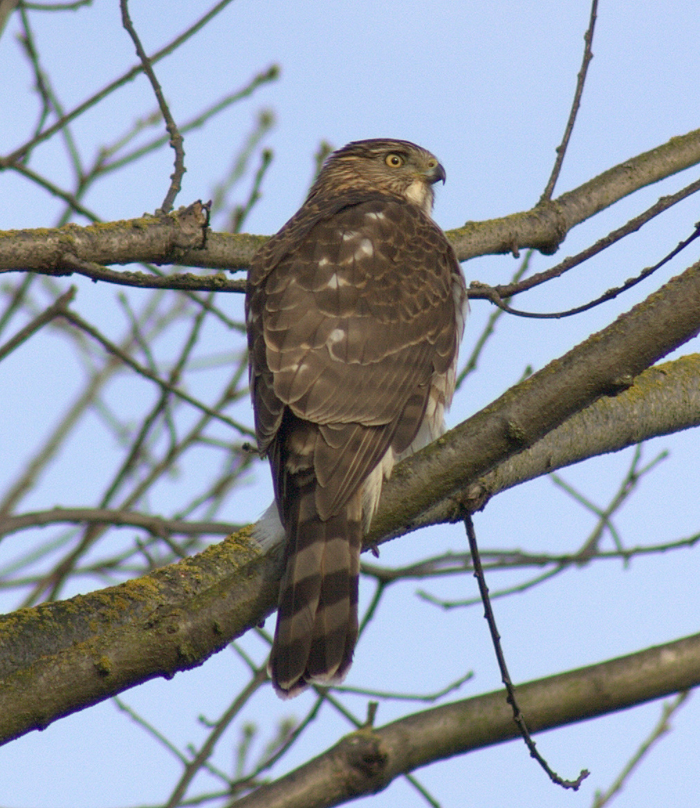 Immature Sharp-shinned Hawk