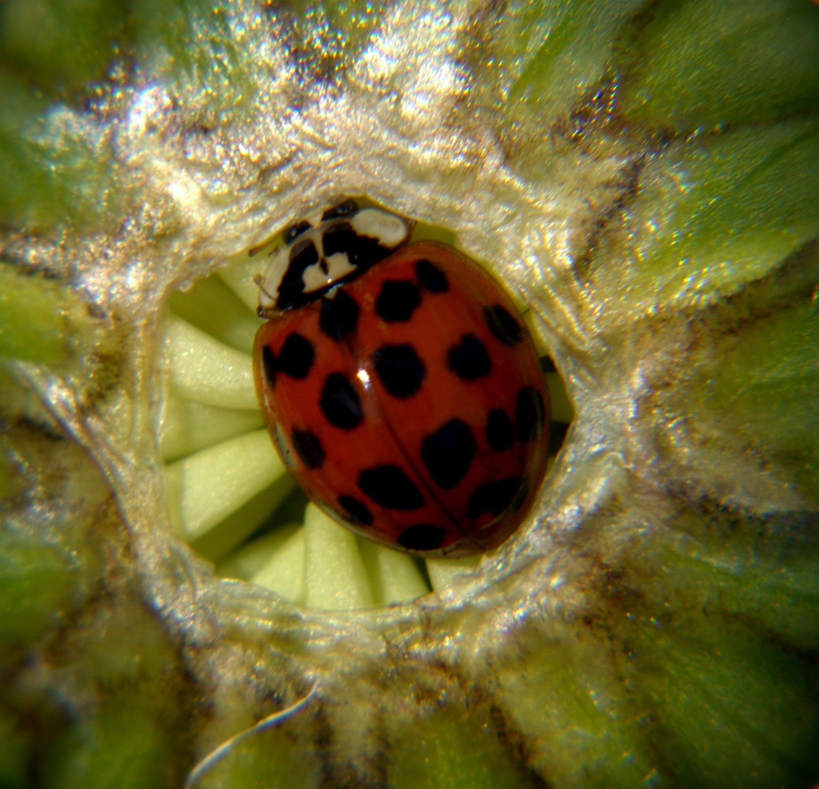 Ladybug in budding flower