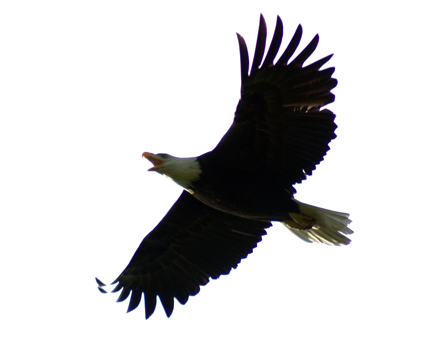 Bald Eagle in Flight