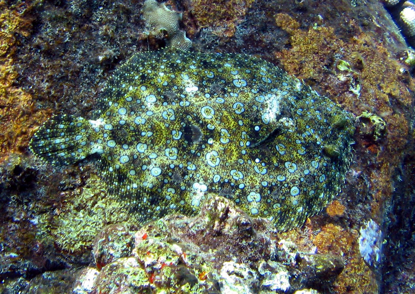Camouflaged Flounder