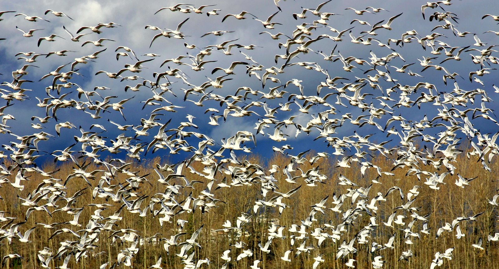 Rush Hour