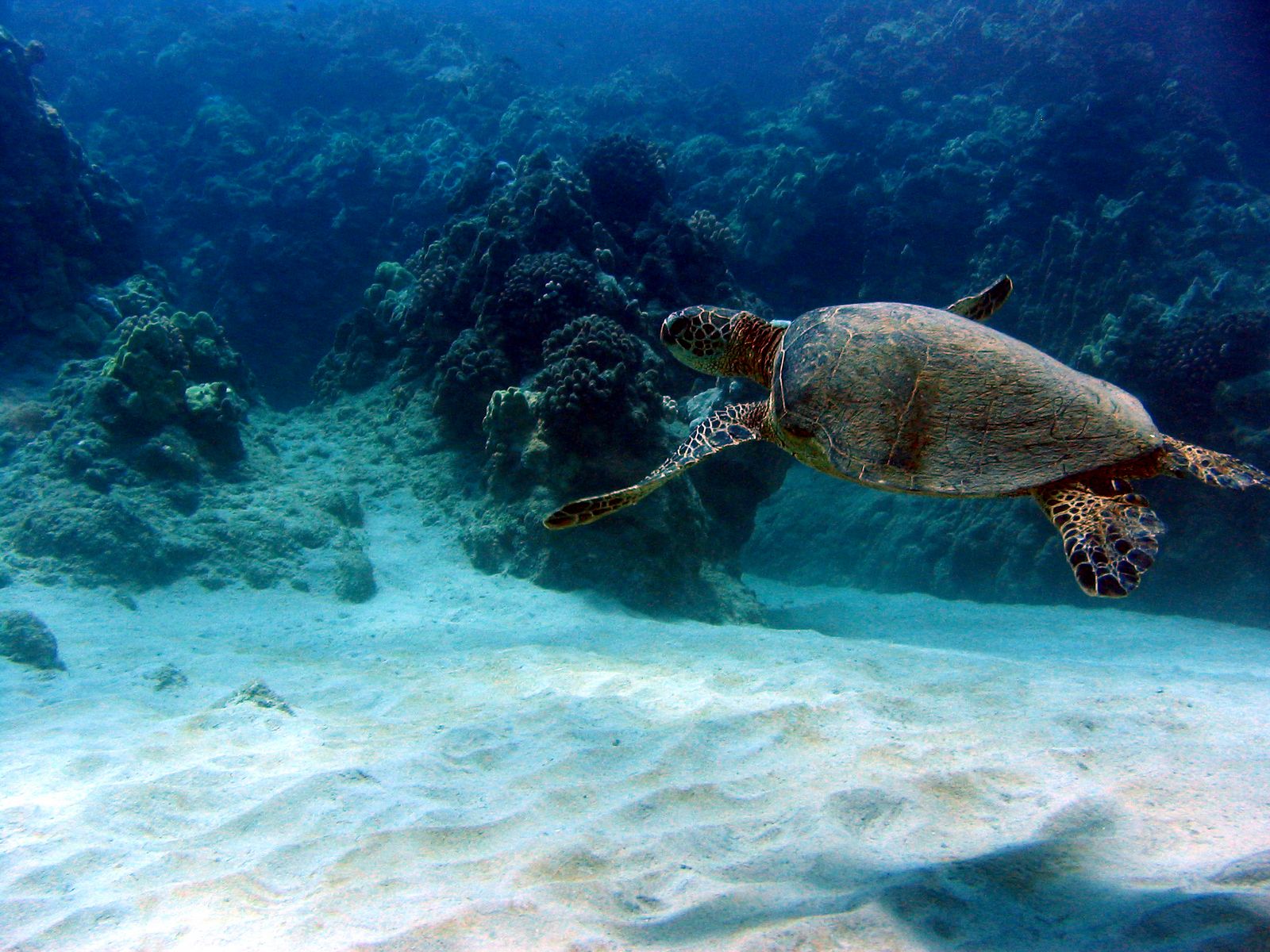 Flying Turtle
