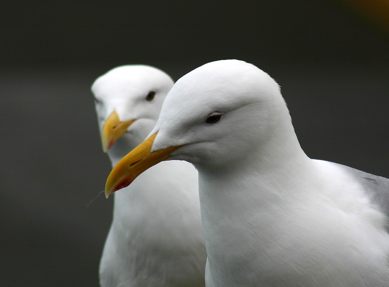 Gull-able Pair