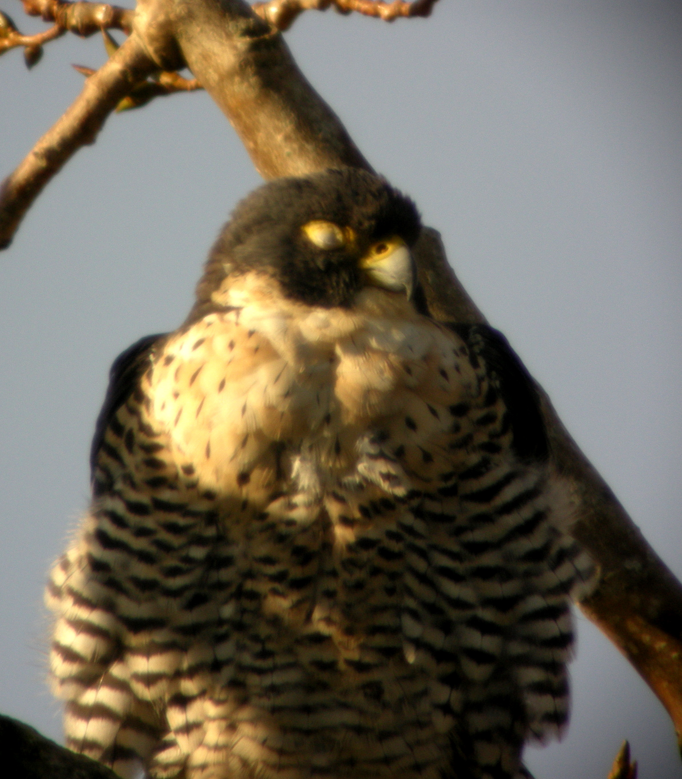 Napping Peregrine