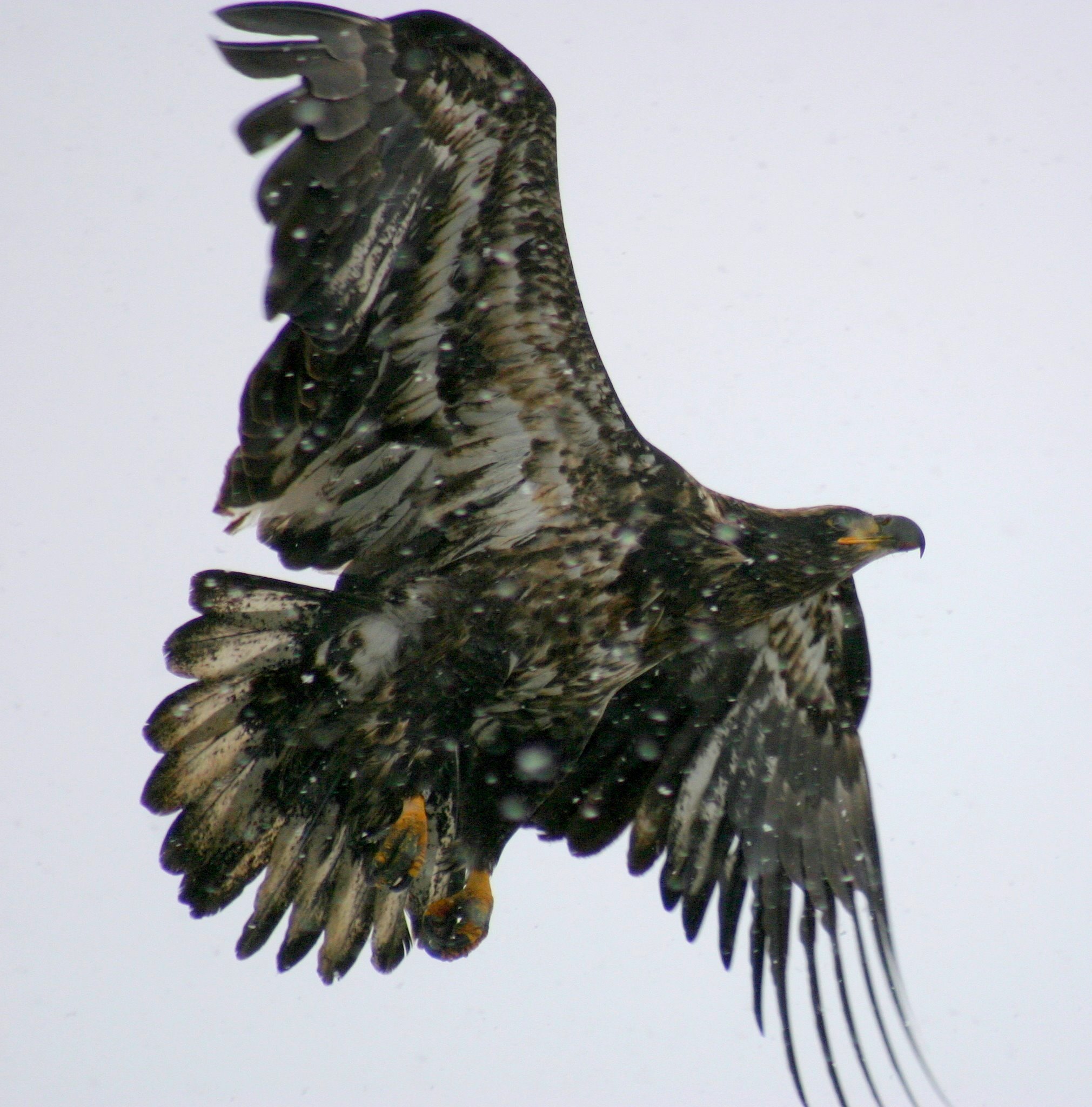 Young Bald Eagle in Snow Storm