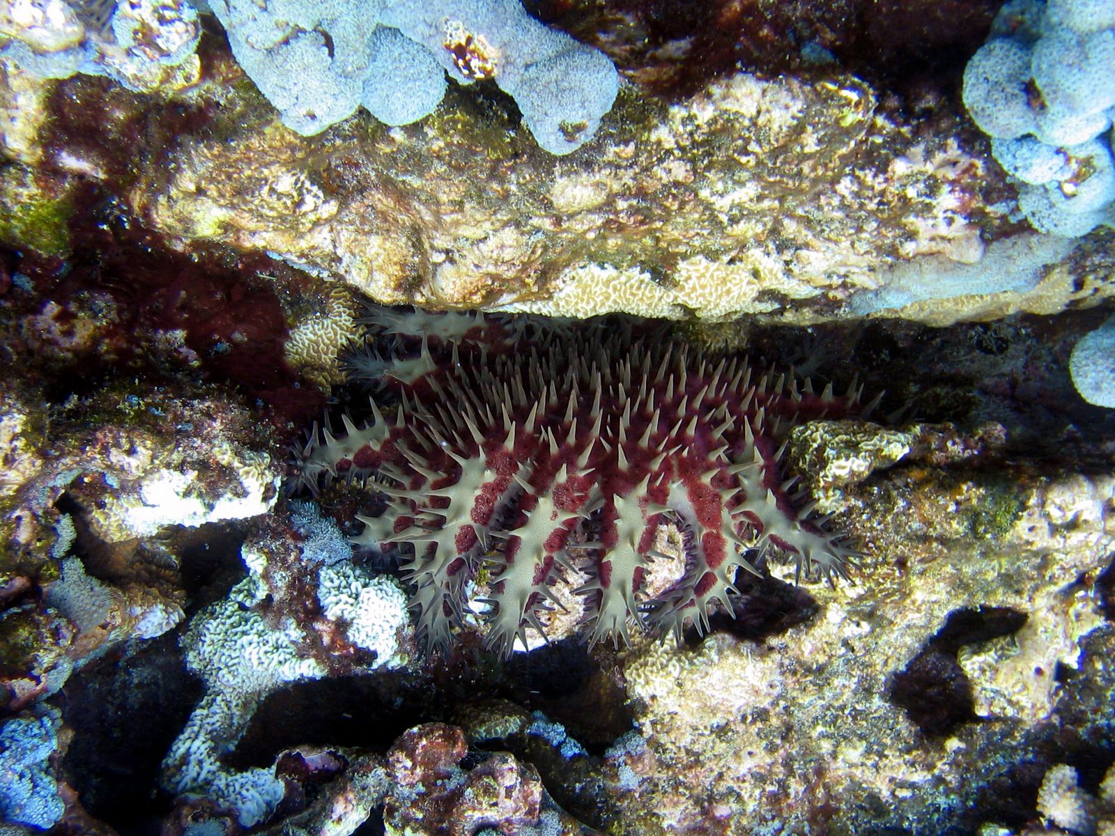 Crown of Thorns