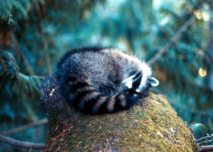 Napping Raccoon