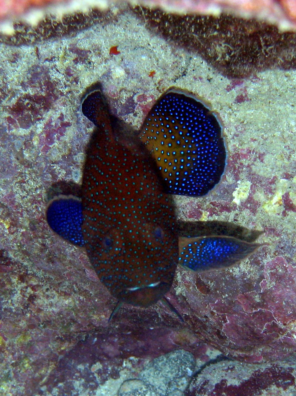 Colorful Grouper