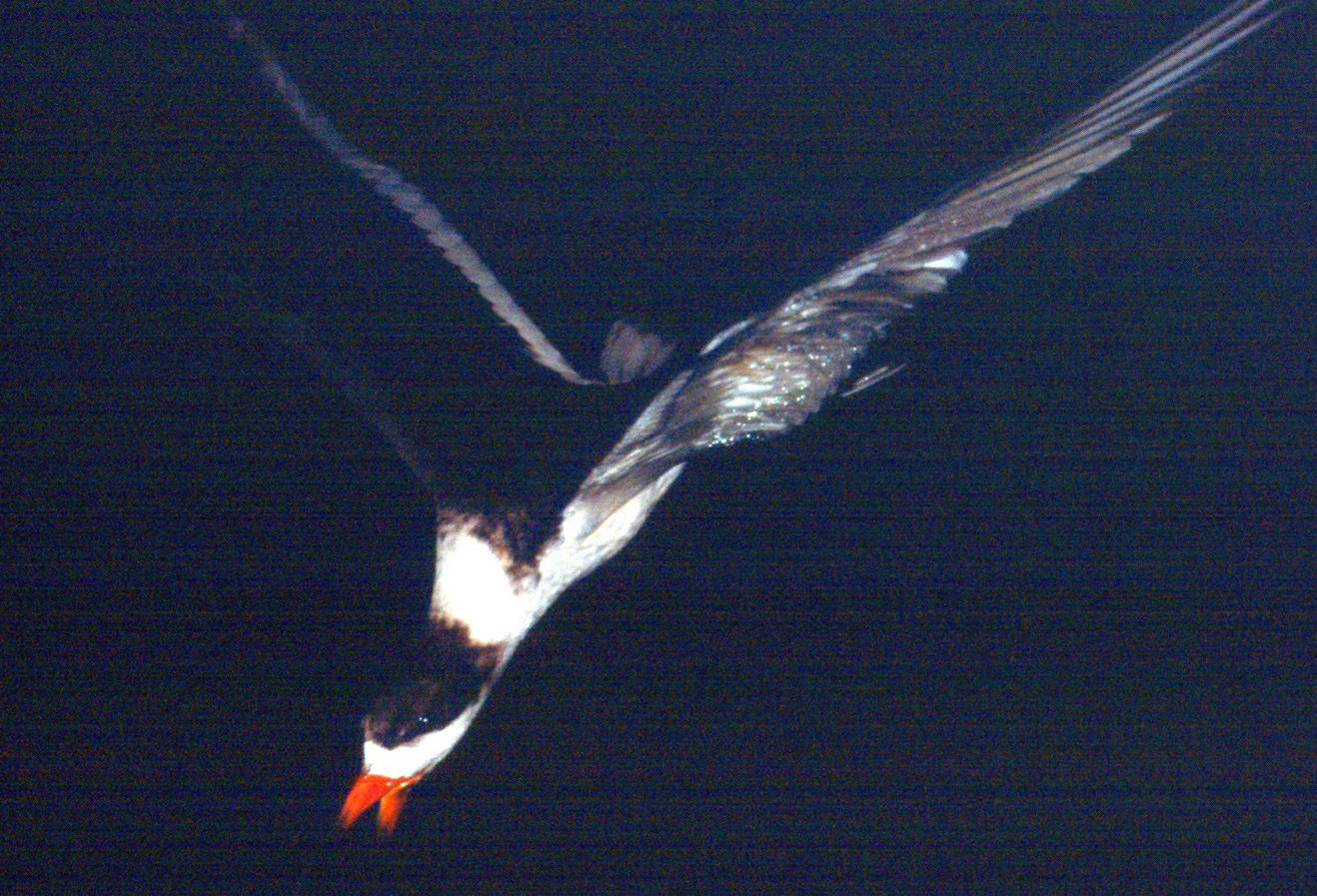 Black Skimmer at Night