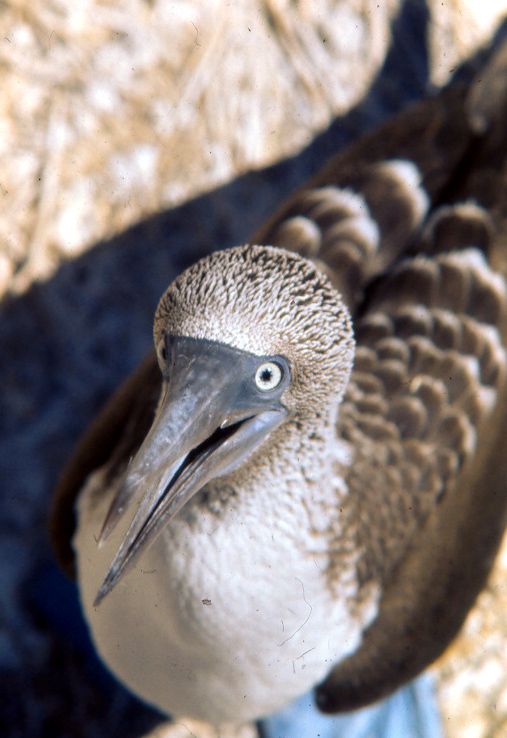 Bluefooted Booby