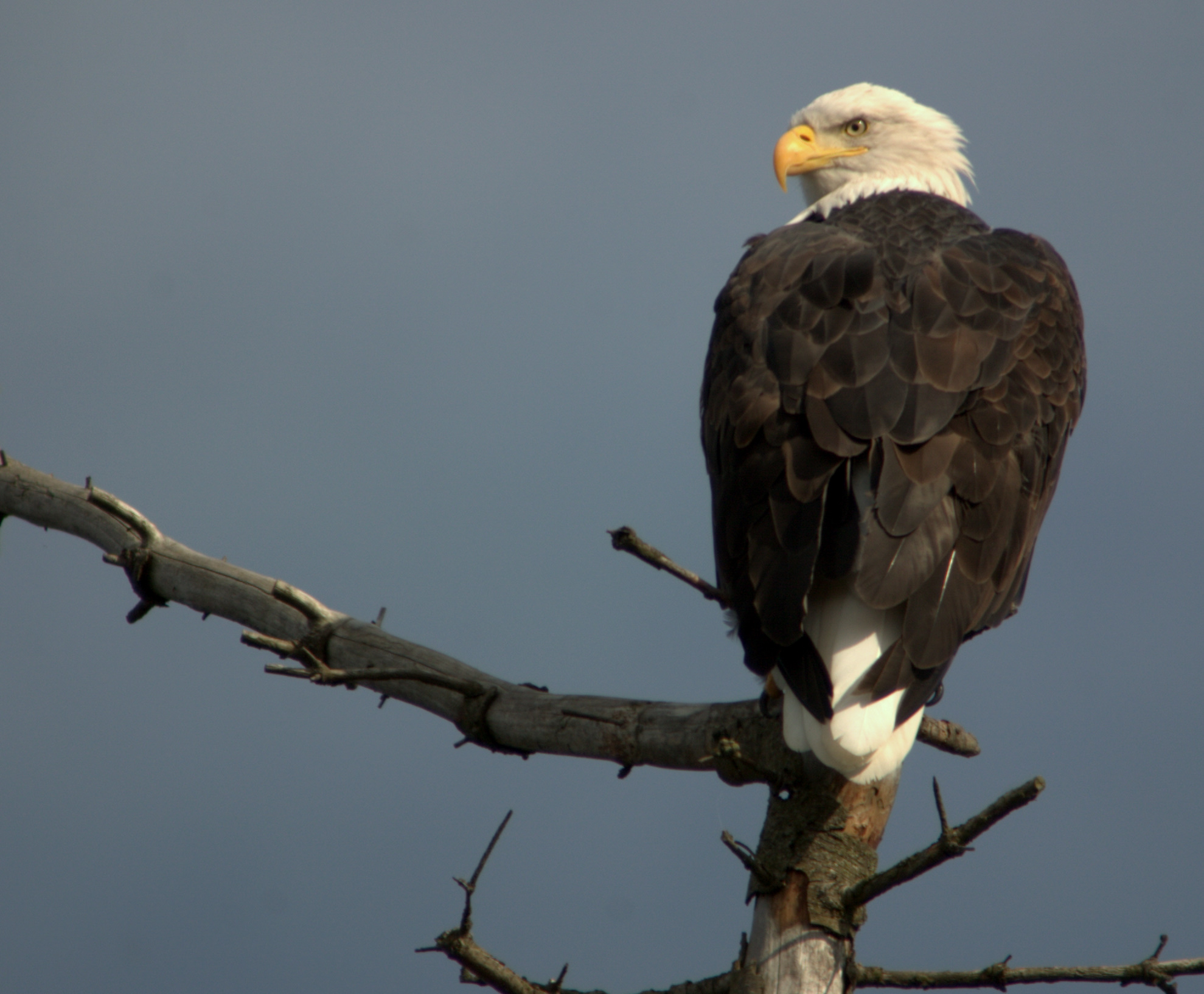 Bald Eagle Perched