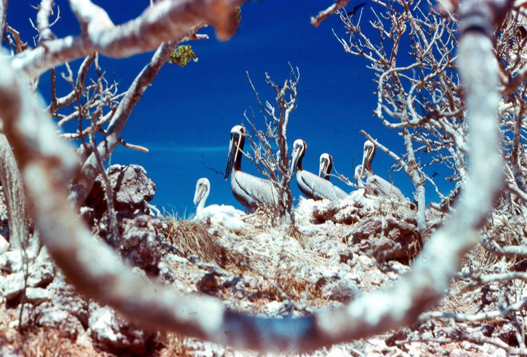 Pelican Nest