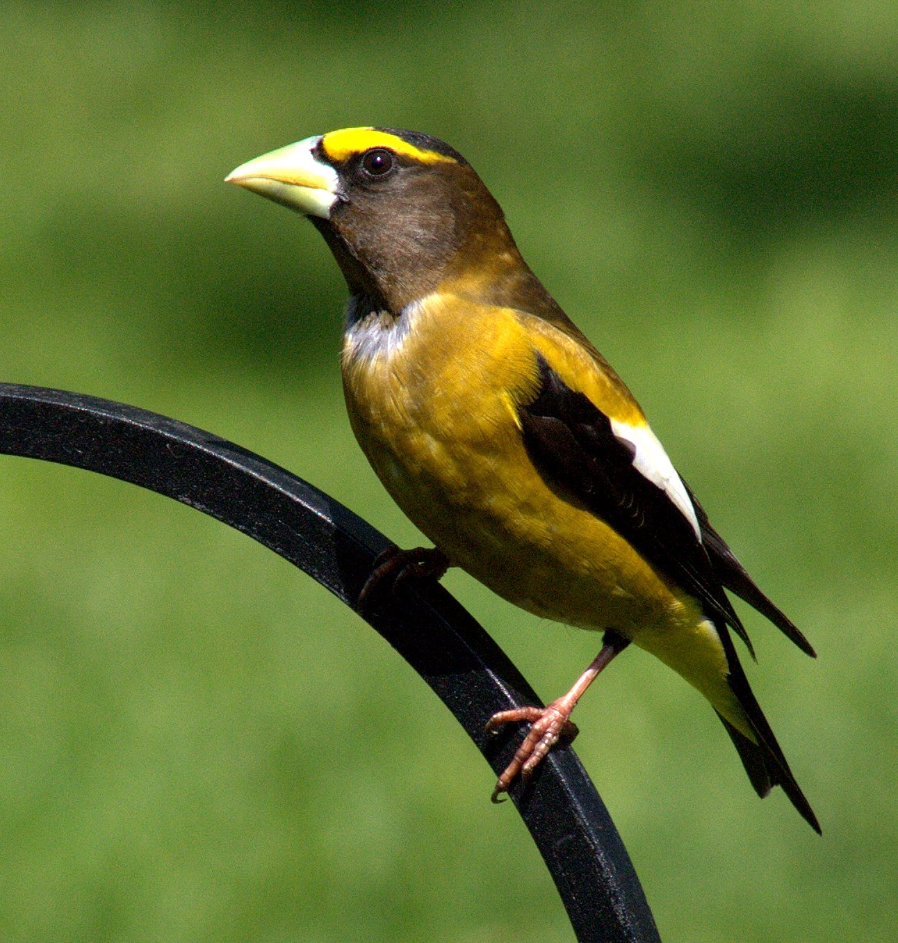 Evening Grosbeak