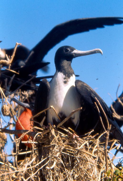 Female Frigate on Nest