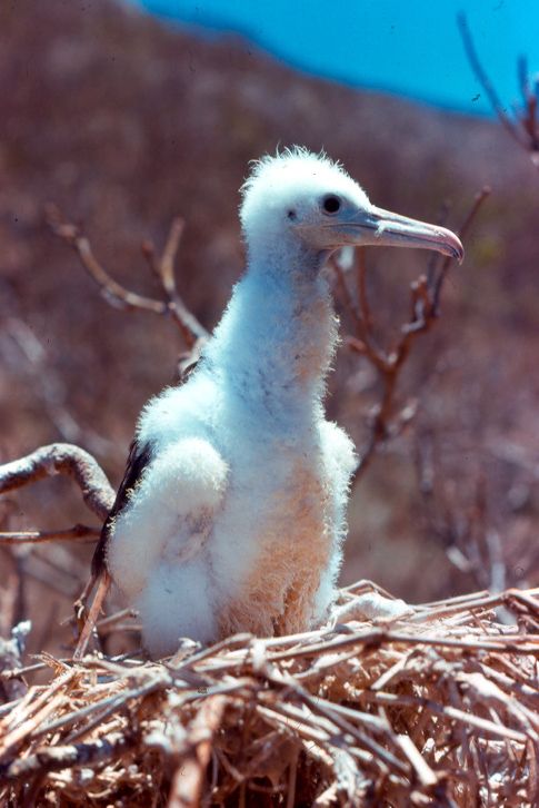 Frigate Chick