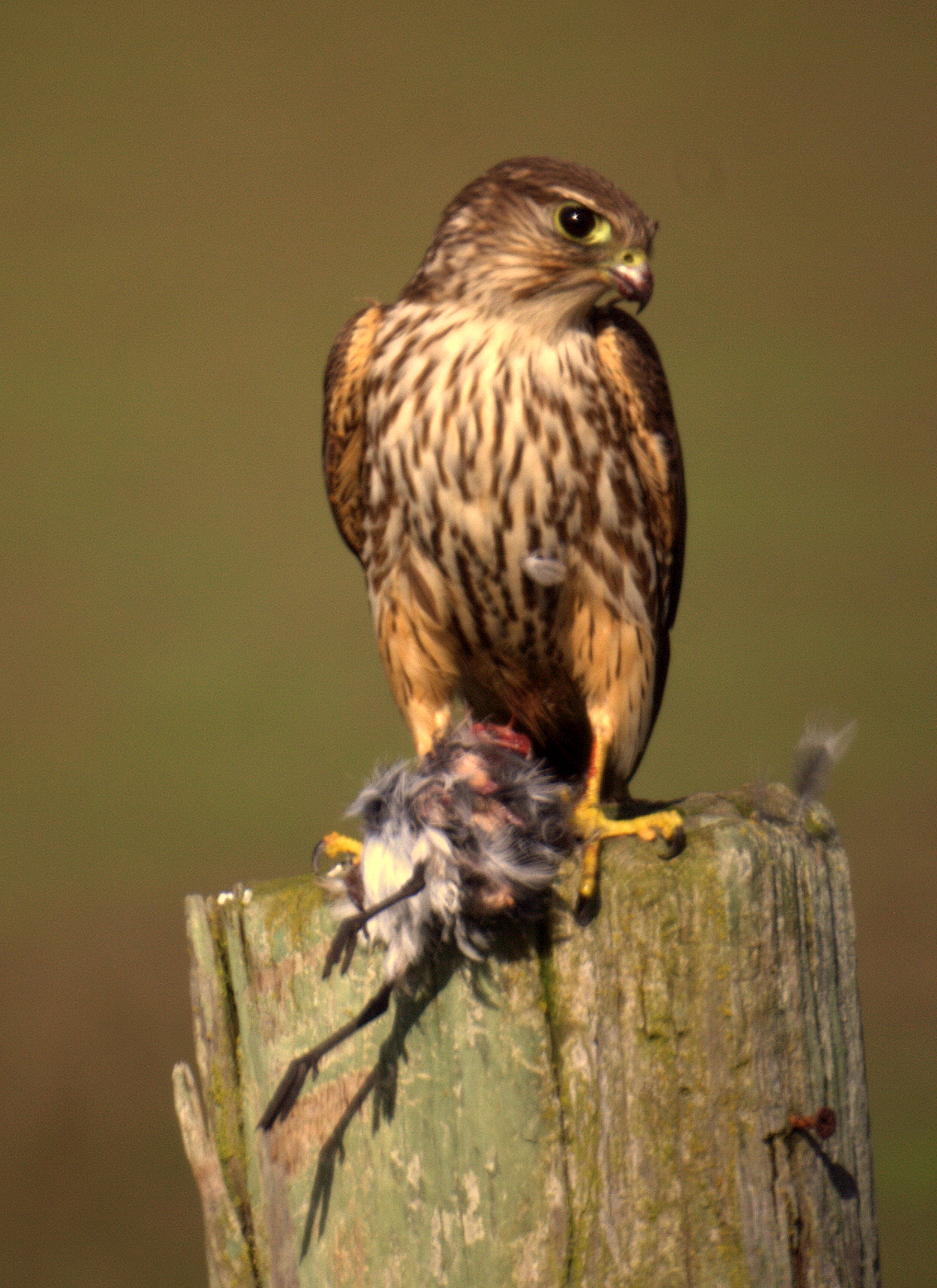 Merlin with Prey