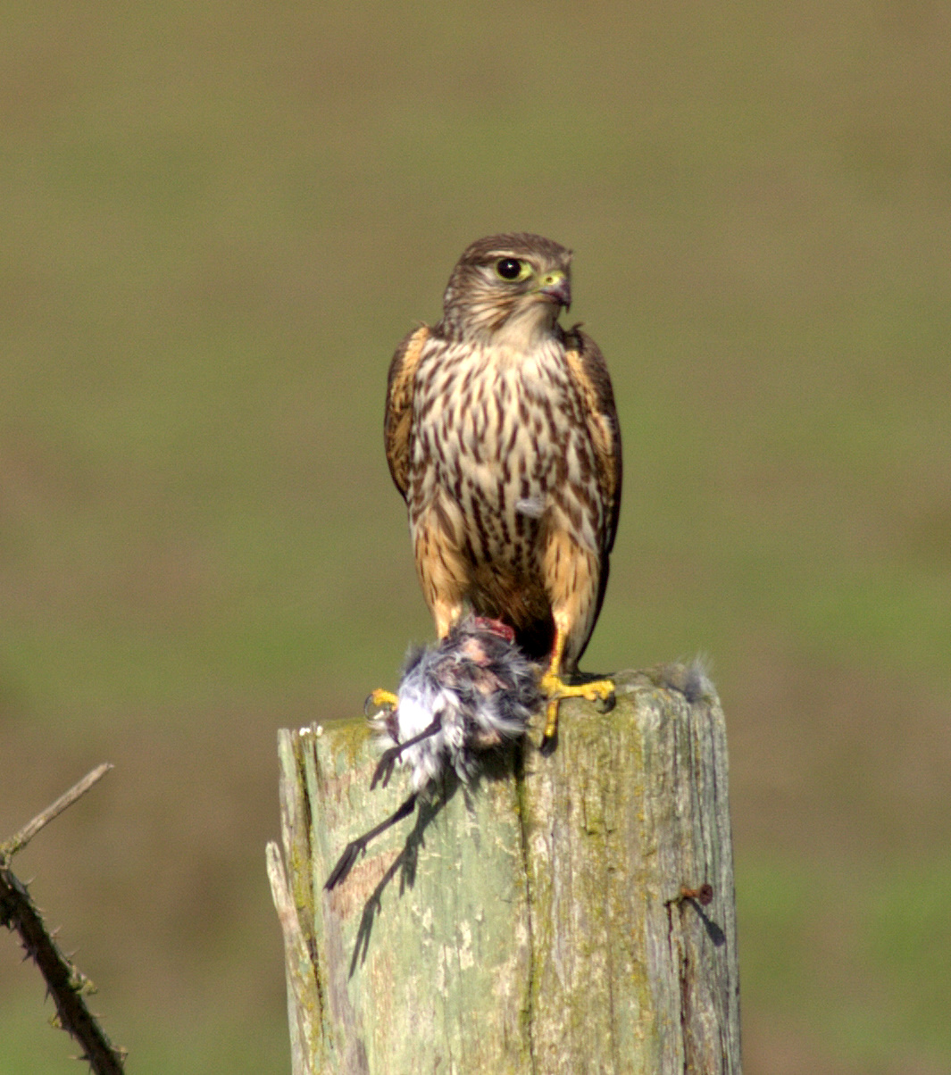 Another Merlin