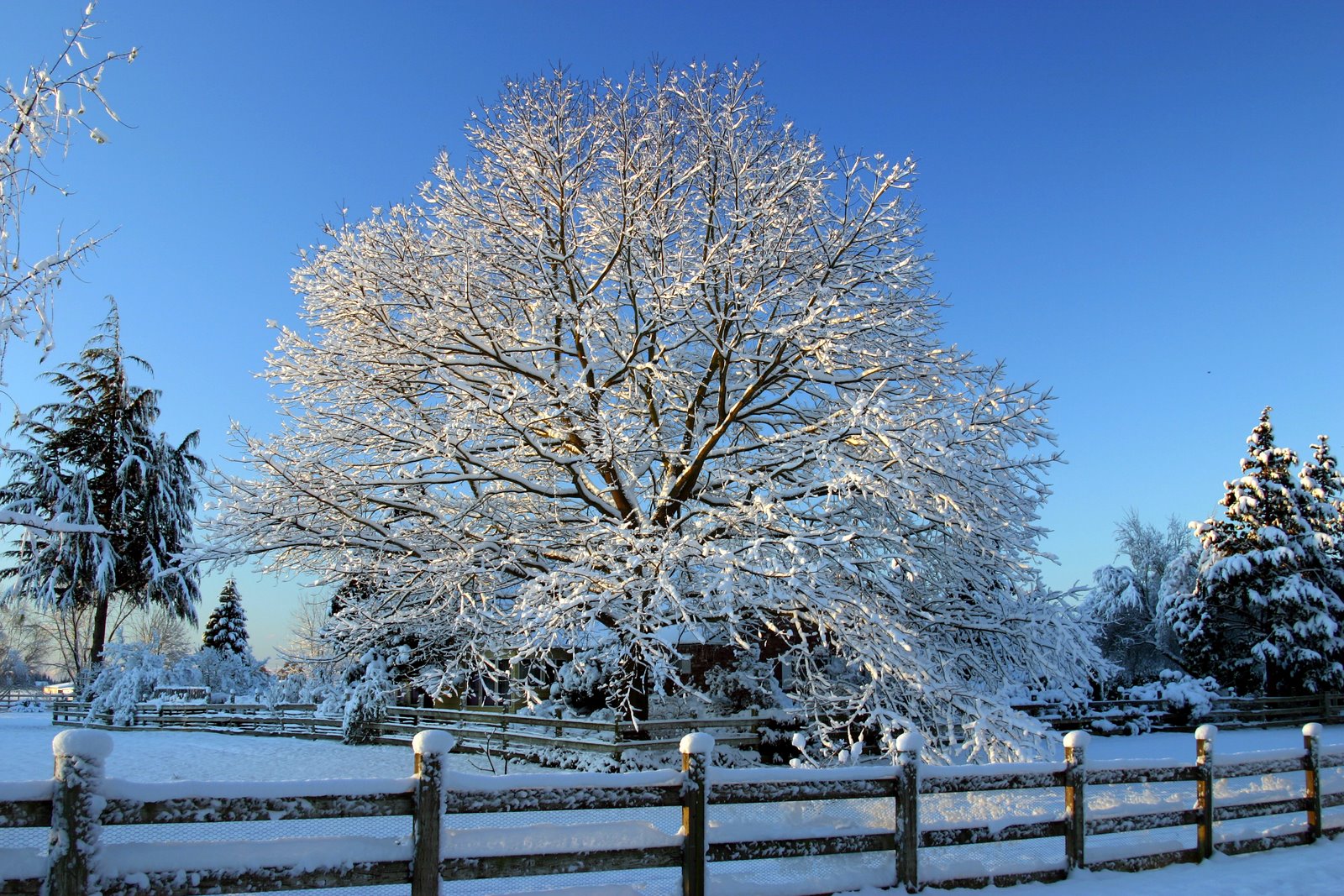 Winter Oak