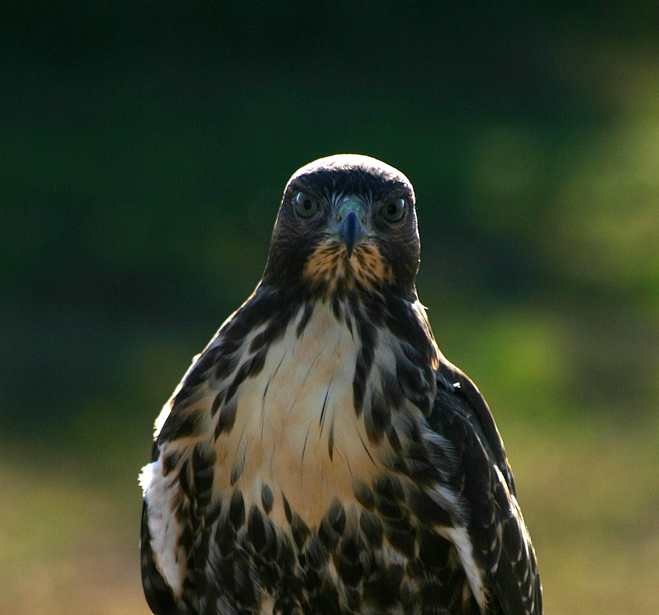 Stare-down
