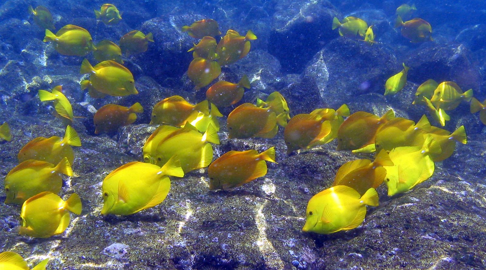 Yellow Tangs